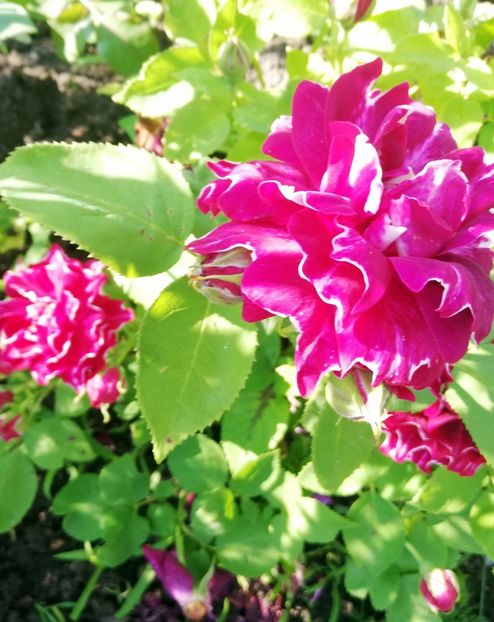 Baron 2021_4 - Baron Girod de LAin