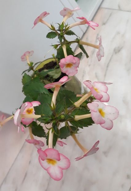  - 001 2021 - Ivory Blush