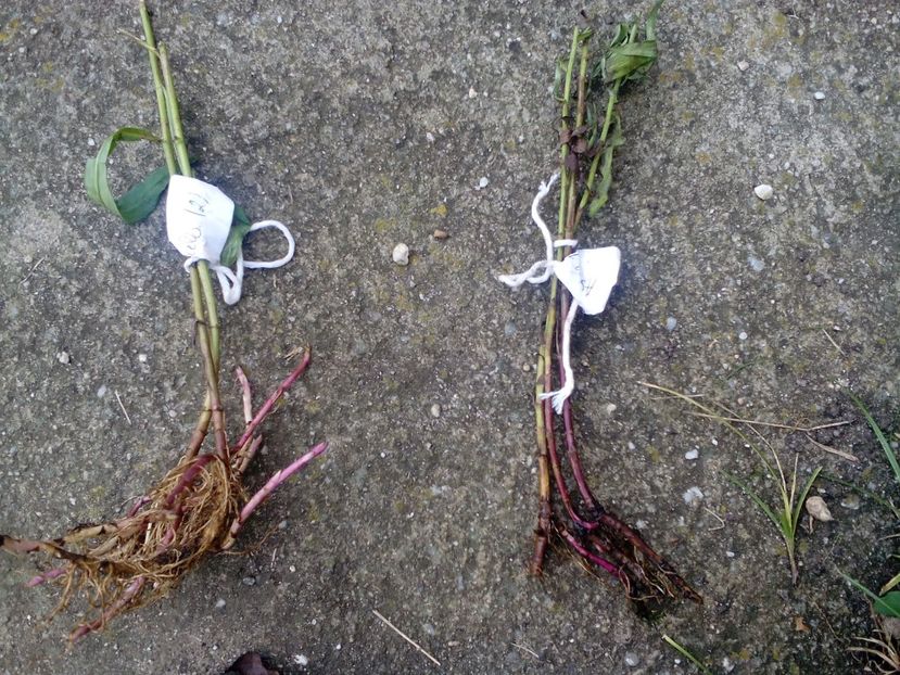  - Asa NU-Ceaureanu Mariana- Meryblue