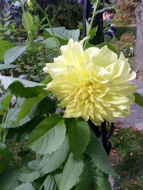  - 2021 Gradina Botanica Iasi