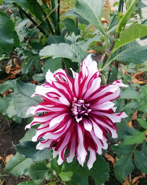  - 2021 Gradina Botanica Iasi