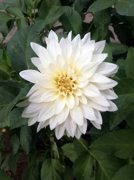  - 2021 Gradina Botanica Iasi