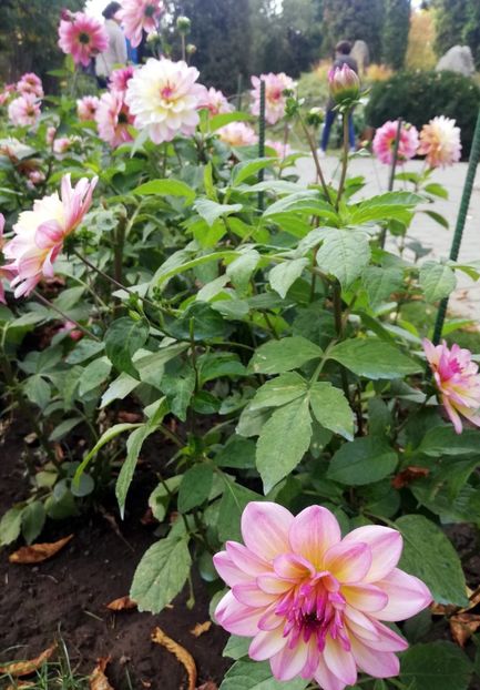  - 2021 Gradina Botanica Iasi