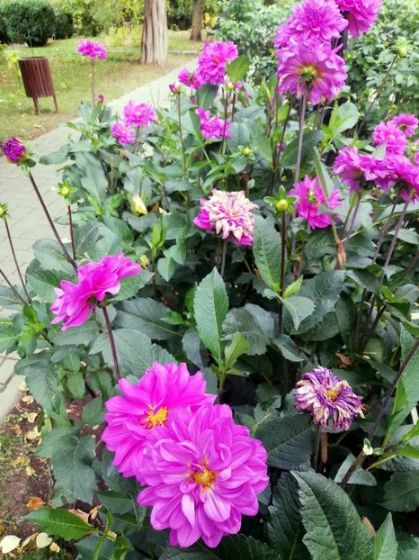  - 2021 Gradina Botanica Iasi