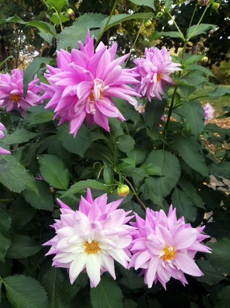  - 2021 Gradina Botanica Iasi