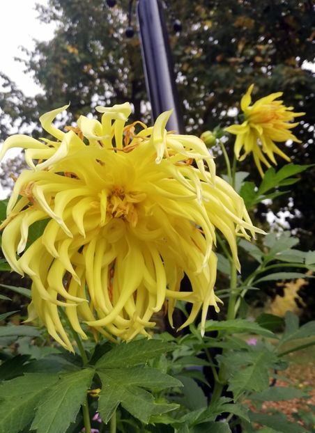  - 2021 Gradina Botanica Iasi