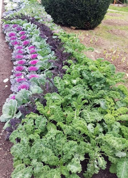  - 2021 Gradina Botanica Iasi