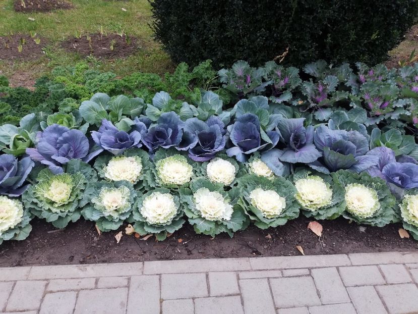  - 2021 Gradina Botanica Iasi