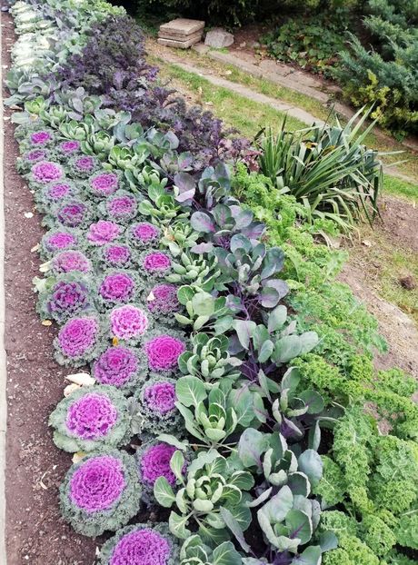  - 2021 Gradina Botanica Iasi