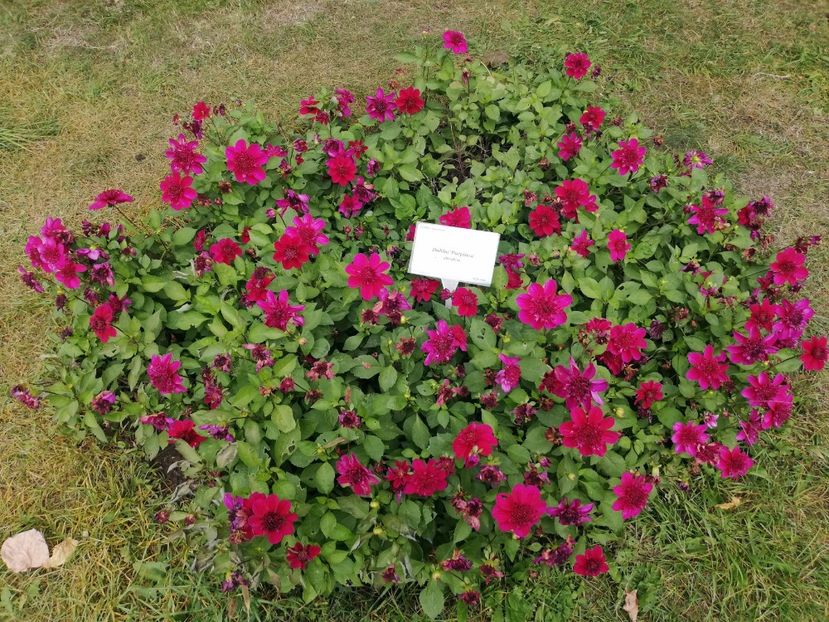  - 2021 Gradina Botanica Iasi