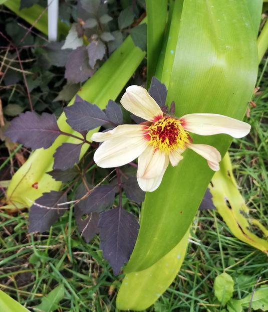  - 2021 Gradina Botanica Iasi