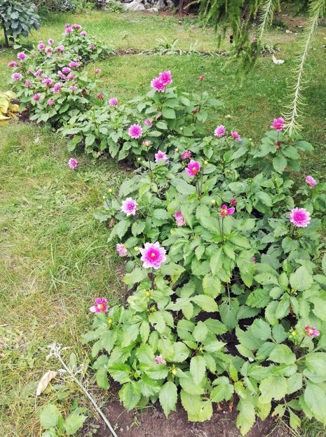  - 2021 Gradina Botanica Iasi