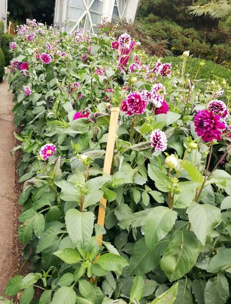  - 2021 Gradina Botanica Iasi