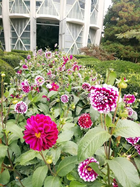  - 2021 Gradina Botanica Iasi