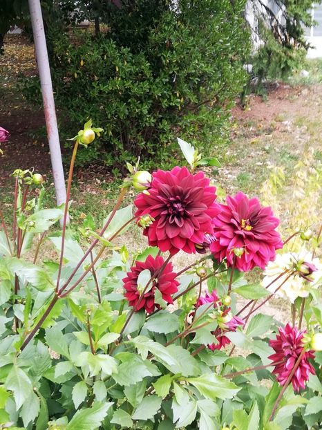  - 2021 Gradina Botanica Iasi