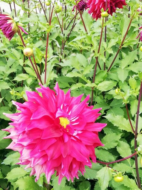  - 2021 Gradina Botanica Iasi