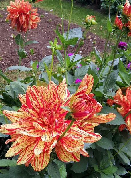 Dalia Neo - 2021 Gradina Botanica Iasi