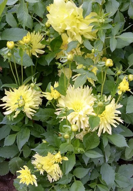 Dalia Spartacus Yellow - 2021 Gradina Botanica Iasi