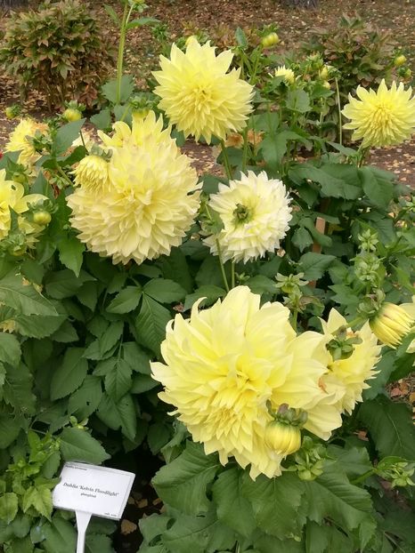 Dalia Kelvin Floodlight - 2021 Gradina Botanica Iasi