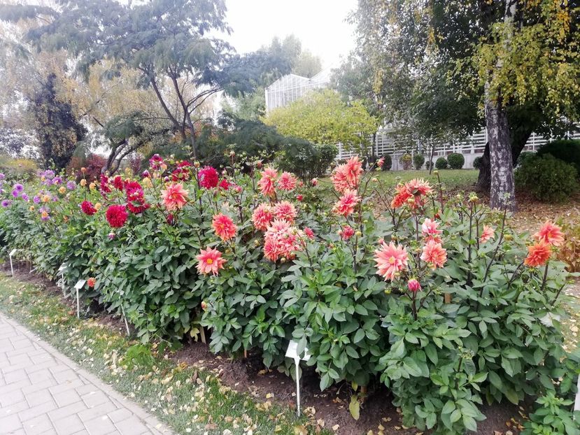  - 2021 Gradina Botanica Iasi