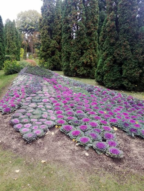  - 2021 Gradina Botanica Iasi