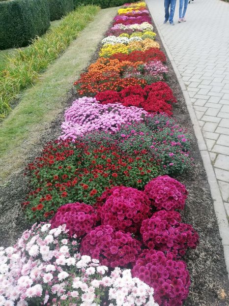  - 2021 Gradina Botanica Iasi