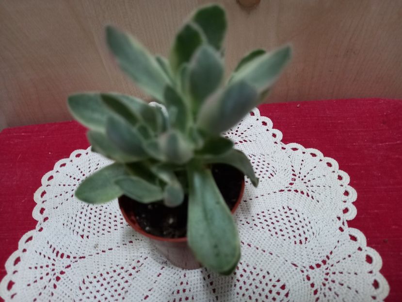  - Cactuși 2021