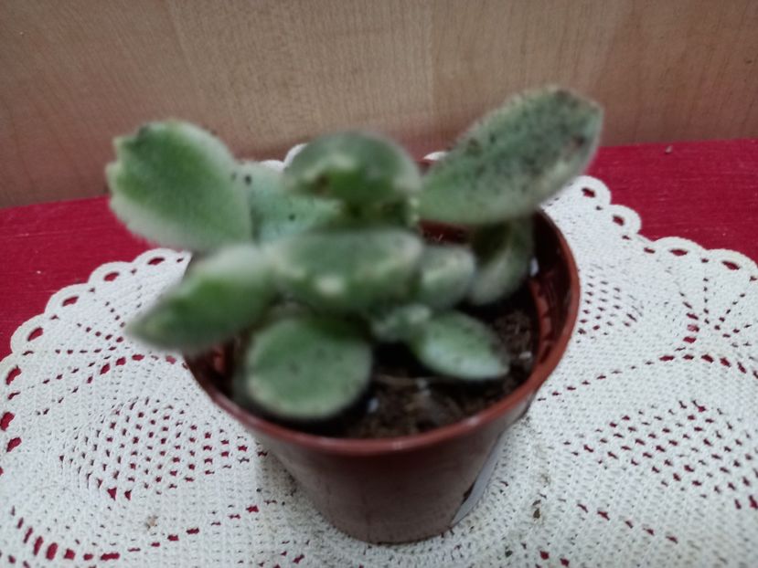  - Cactuși 2021