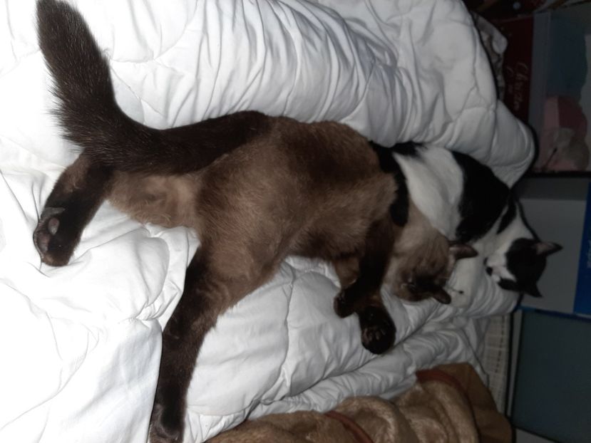  - Pisicii mei în octombrie 2021