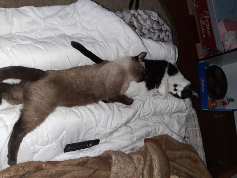  - Pisicii mei în octombrie 2021