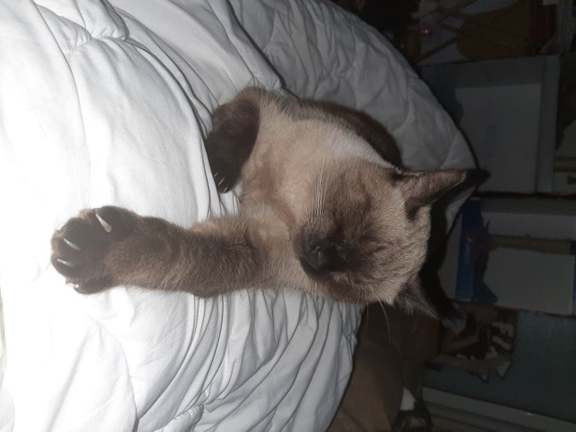  - Pisicii mei în octombrie 2021