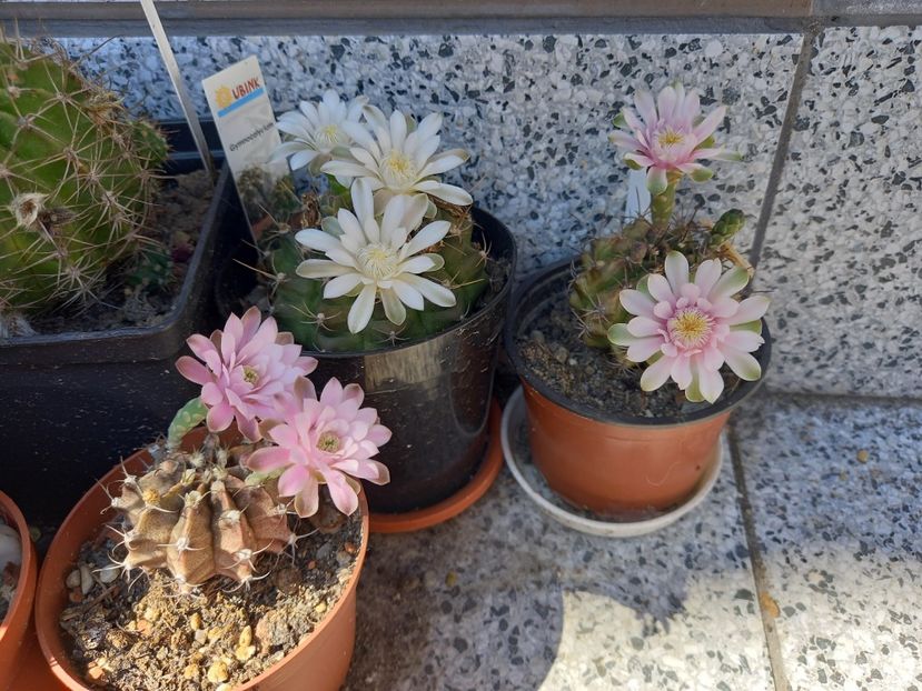  - Cactuși 2021