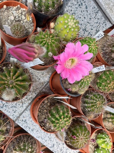  - Cactuși 2021