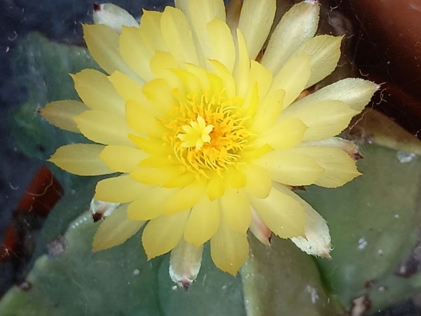  - Cactuși 2021
