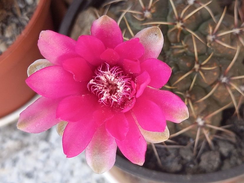  - Cactuși 2021