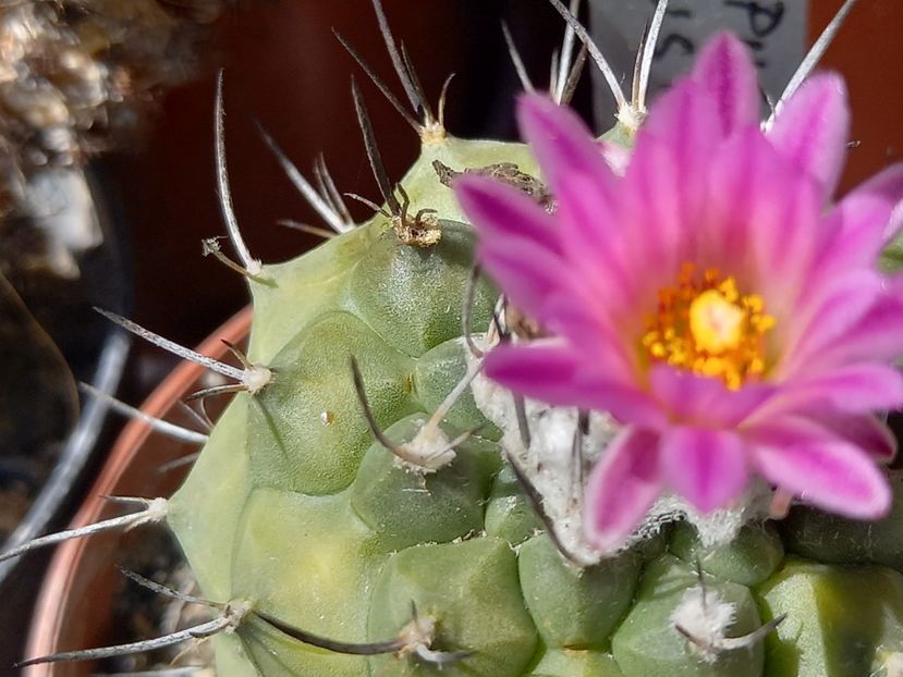  - Cactuși 2021