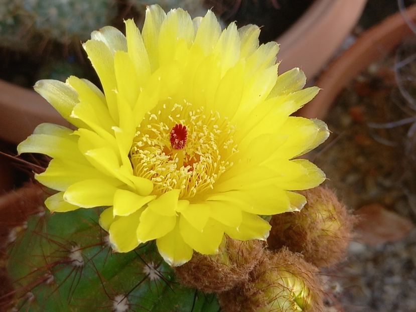  - Cactuși 2021
