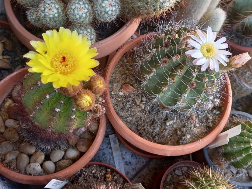  - Cactuși 2021