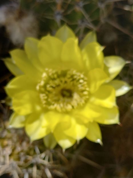  - Cactuși 2021