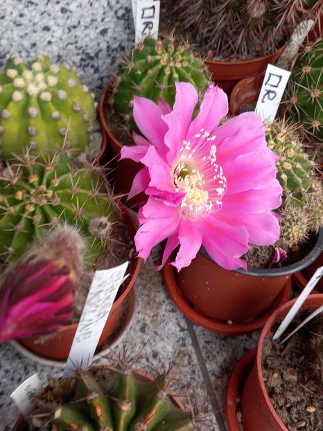  - Cactuși 2021