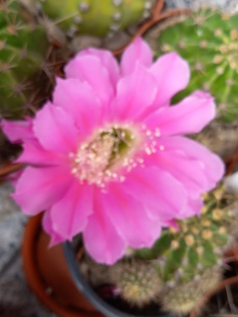  - Cactuși 2021