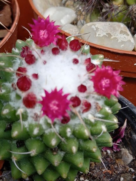  - Cactuși 2021