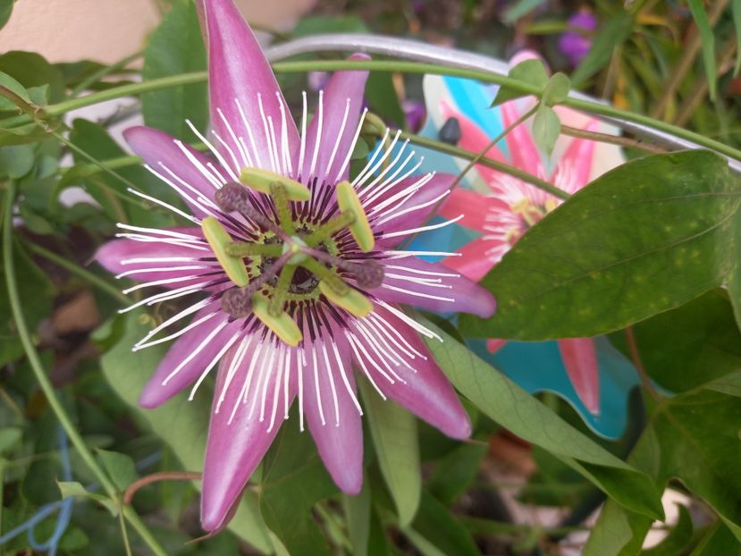  - Passiflore 2021