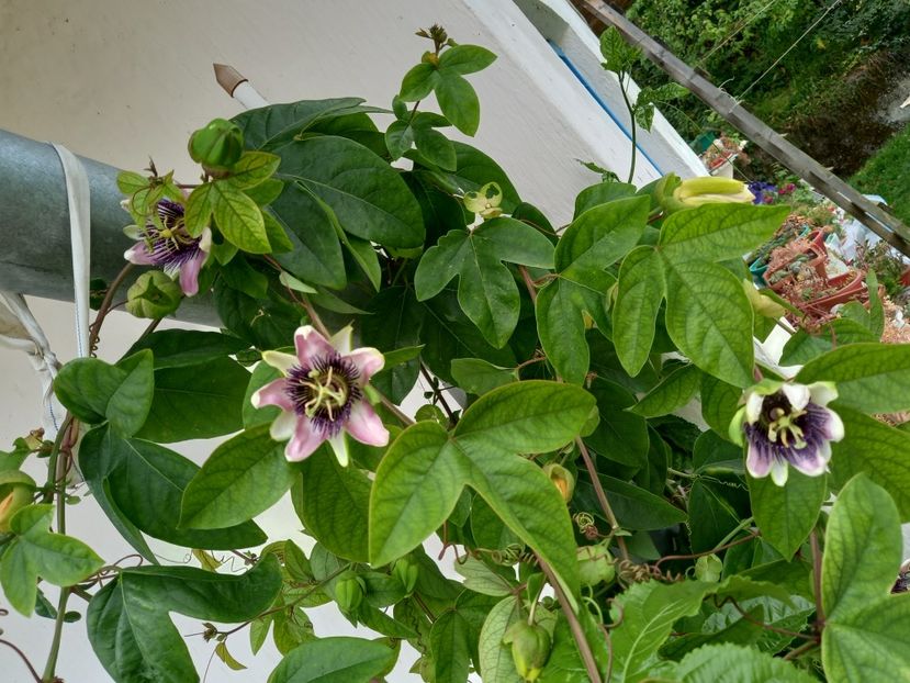  - Passiflore 2021