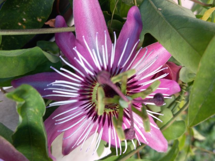  - Passiflore 2021