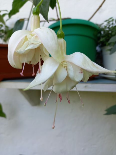  - Fuchsii 2021