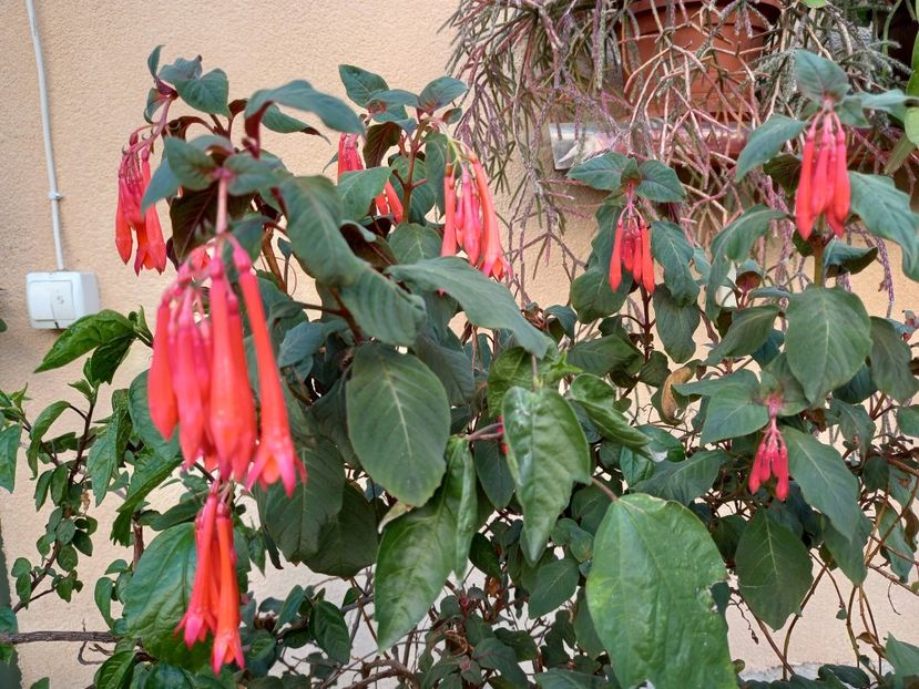  - Fuchsii 2021