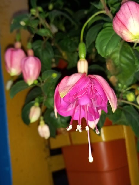  - Fuchsii 2021