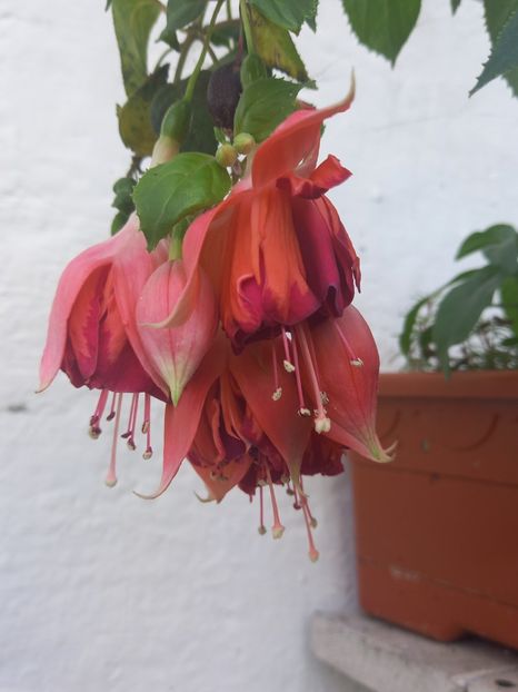  - Fuchsii 2021