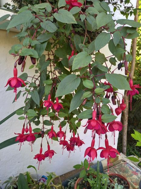  - Fuchsii 2021